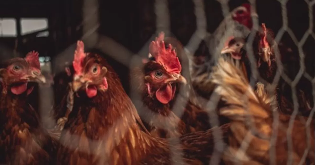 Peor crisis de gripe aviar de la historia en Europa plantea riesgos para próxima temporada