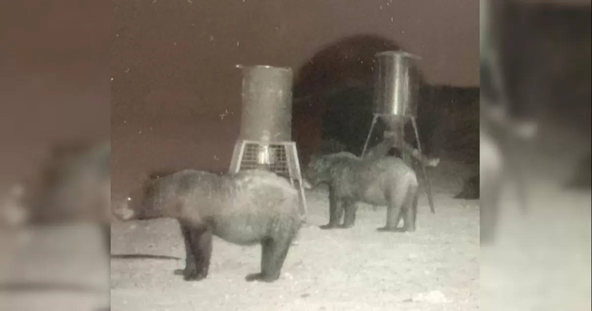 La presencia de los osos en la mancha urbana es porque no tienen que comer debido a la sequÃ­a en su habitad natural