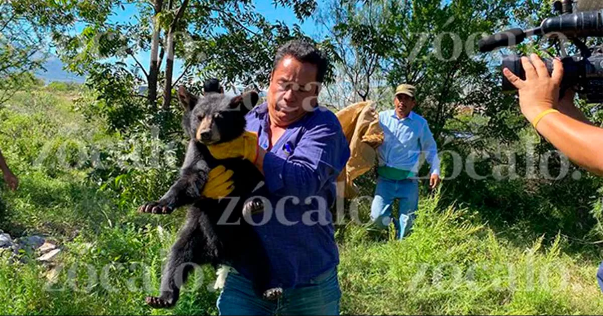 Vecinos de la colonia San Ignacio reportaron que una familia de osos se encontraba en la parte superior de un Ã¡rbol