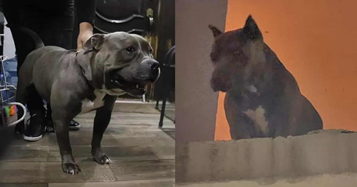 â€˜Celia y Benitoâ€™; Los lomitos hÃ©roes tras intento de robo en domicilio de zona centro de Saltillo