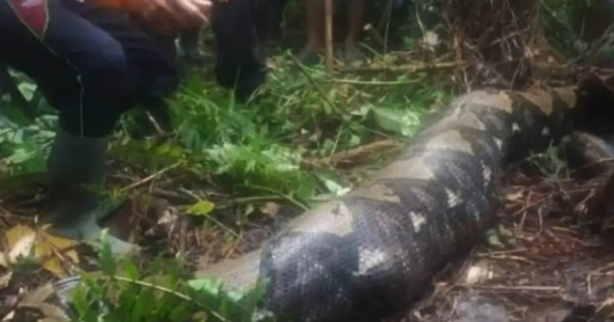 Su familia denunciÃ³ su desapariciÃ³n a las autoridades locales y desde entonces se ha llevado a cabo una bÃºsqueda