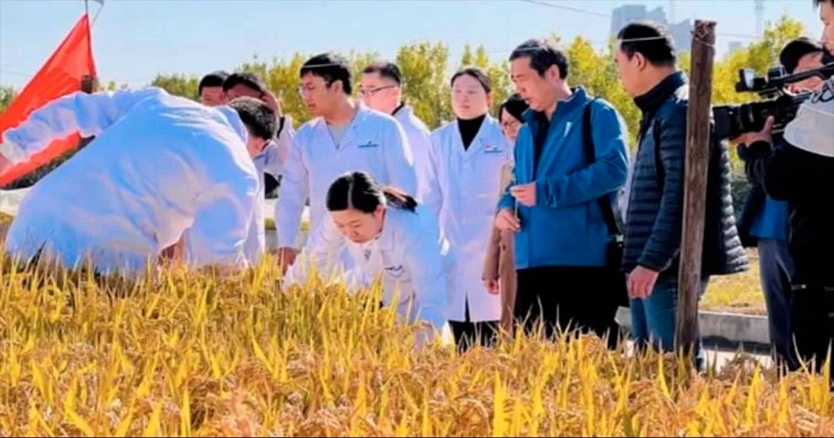 Científicos logran cultivo de arroz tolerante a agua salada.