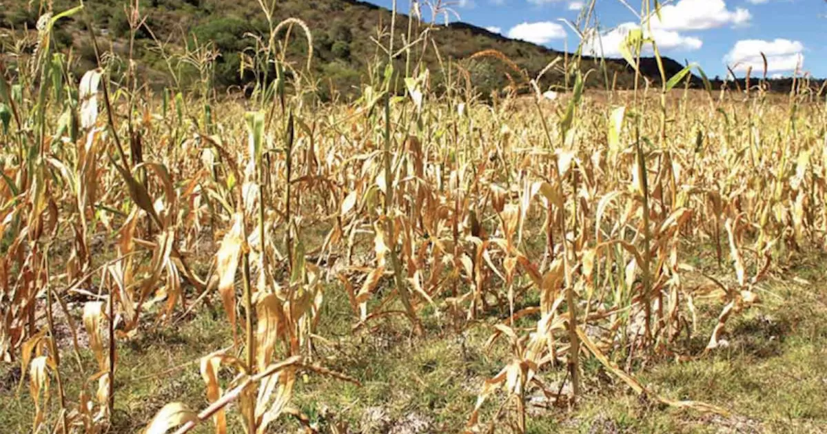 En los Ãºltimos 120 aÃ±os, la temperatura promedio anual del paÃ­s subiÃ³ 1.7 grados centÃ­grados; en el mundo, el aumento es de 1.2 grados, alertan cientÃ­ficos de la UNAM