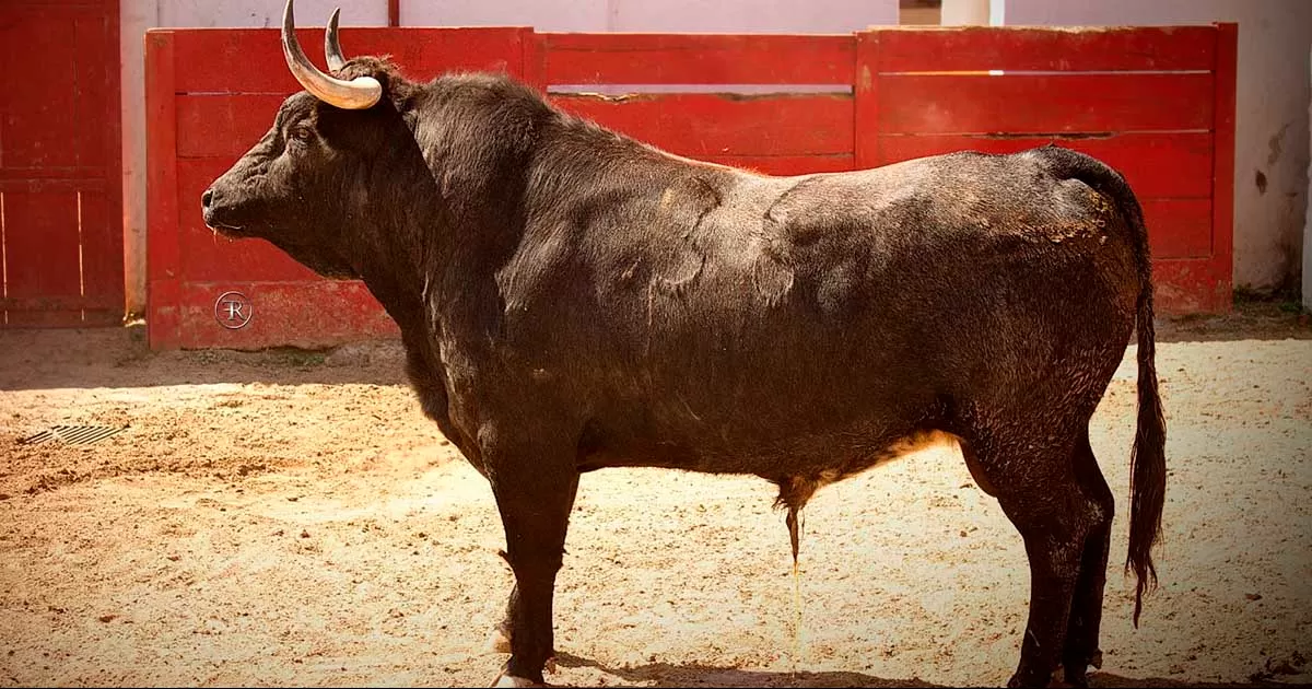 Presencia tiene el encierro de La Estancia, para la Tercera Corrida de la â€˜Nuevo Progresoâ€™