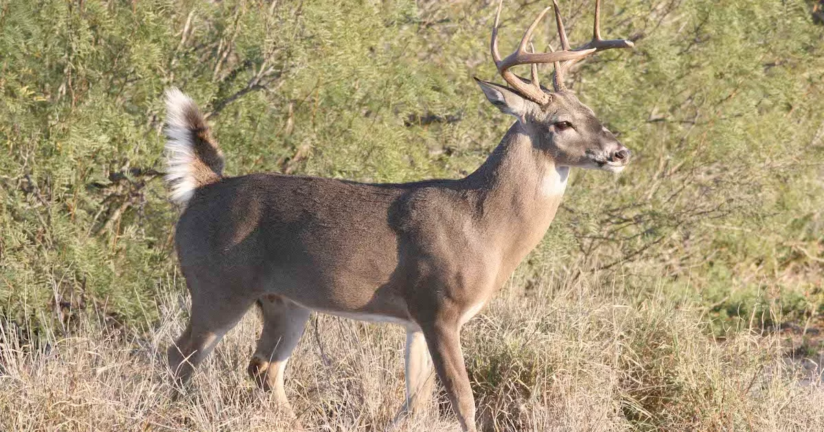 Todo listo para el arranque de la temporada de caza de venado cola blanca