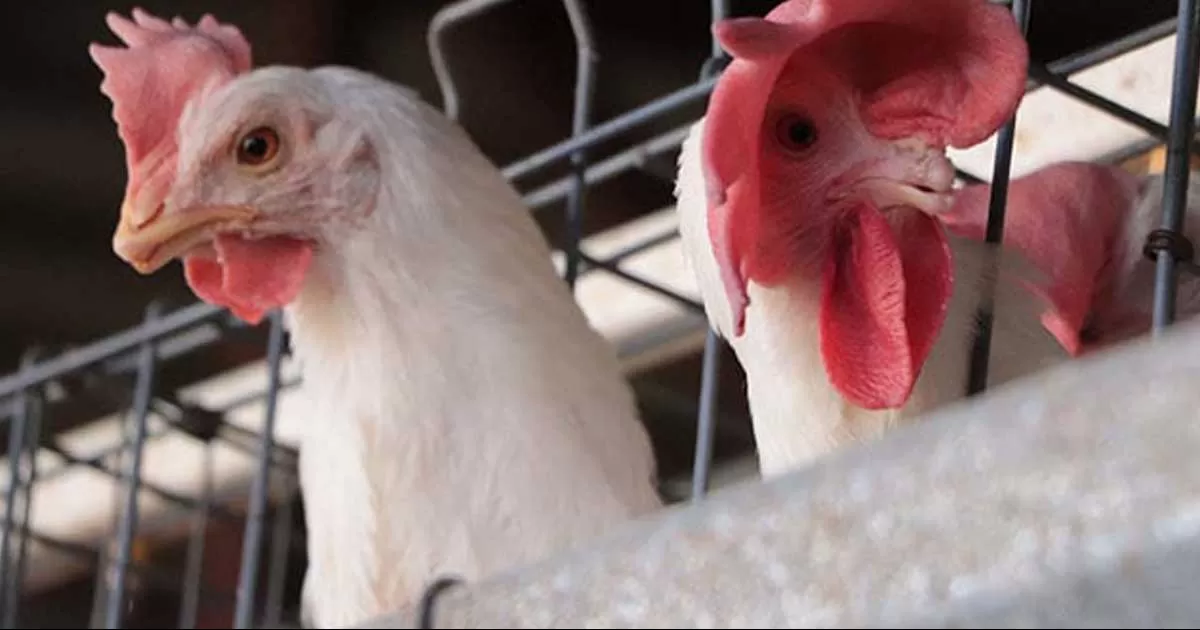 El virus fue localizado en cuatro Unidades de ProducciÃ³n AvÃ­cola Comerciales, tres en Sonora y una en Nuevo LeÃ³n.