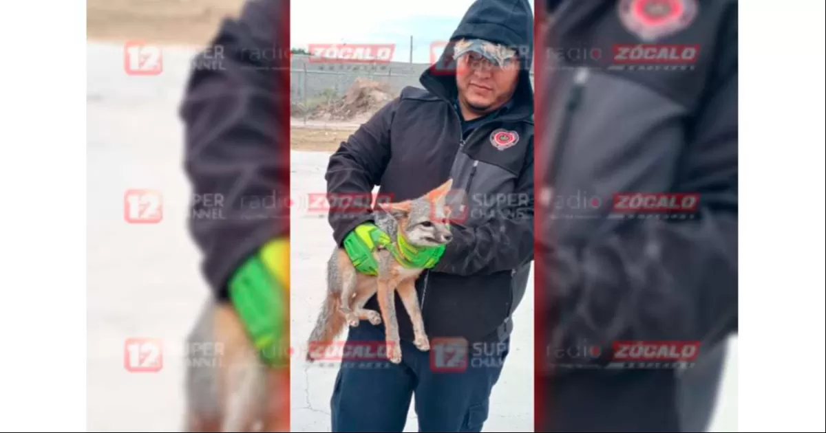 Rescatan a zorro atrapado en cerca de escuela primaria en Piedras Negras