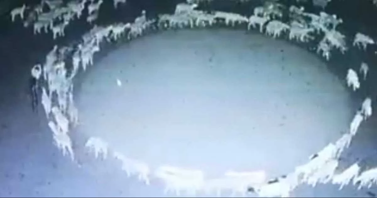 VIDEO: ¿Se acerca el día del juicio final? Ovejas llevan 12 días caminando en círculos