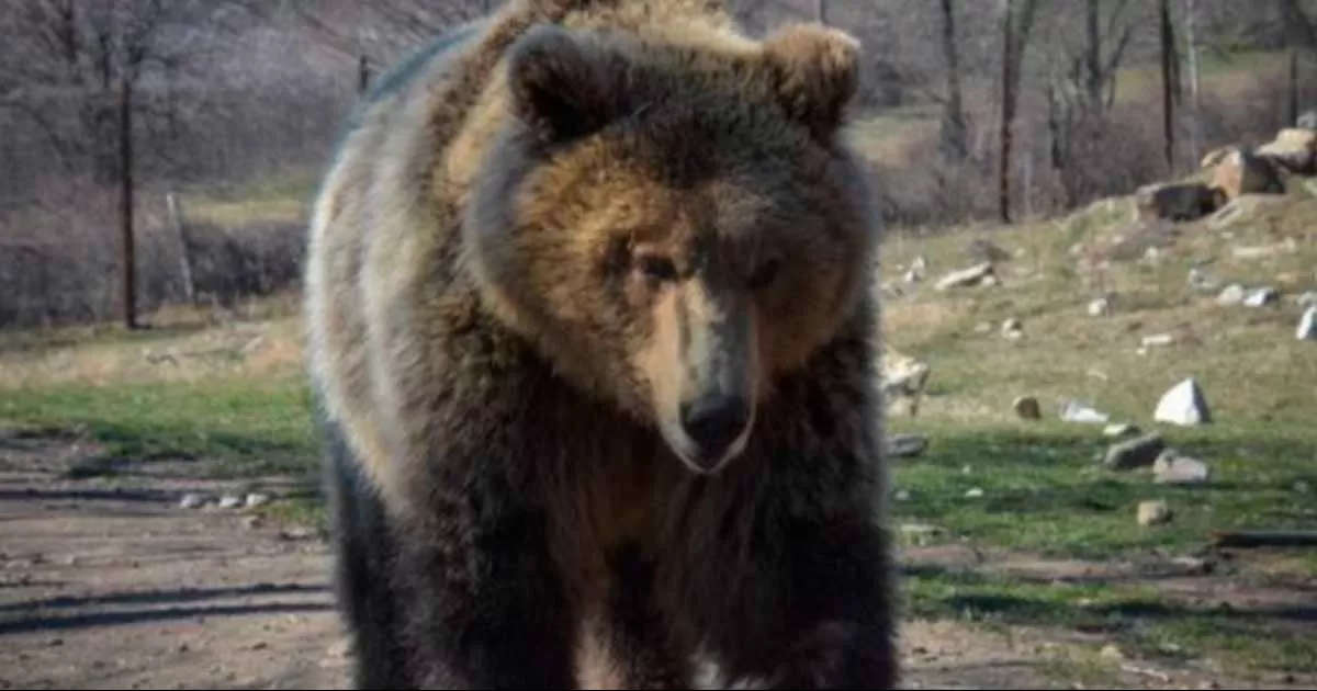 ¡Otra vez autoridades contra la fauna! Maltratan a osa al someterla en Coahuila