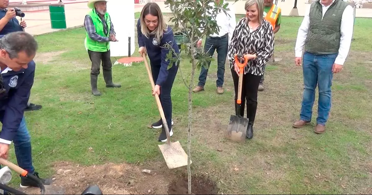 Juan Olvera, director de Imagen Urbana y Ecología informó que los encinos serán sembrados en arterías y áreas públicas