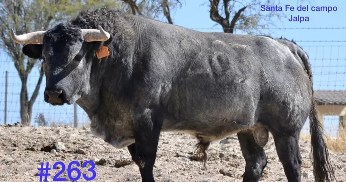Buena presencia tiene el encierro de Santa Fe del Campo, para la ‘Corrida de la Navidad’ de Jalpa