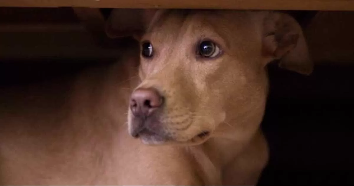 Cómo calmar a tu mascota si se asusta con fuegos artificiales y pirotecnia