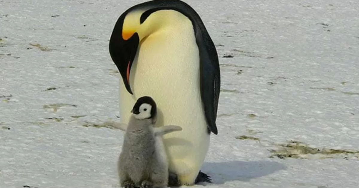 Pingüinos reales enfrentan amenaza del cambio climático
