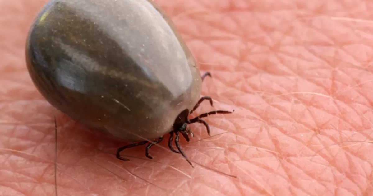 Tras muerte de niña por picadura de garrapata, Nuevo León confirma 54 casos de rickettsiosis