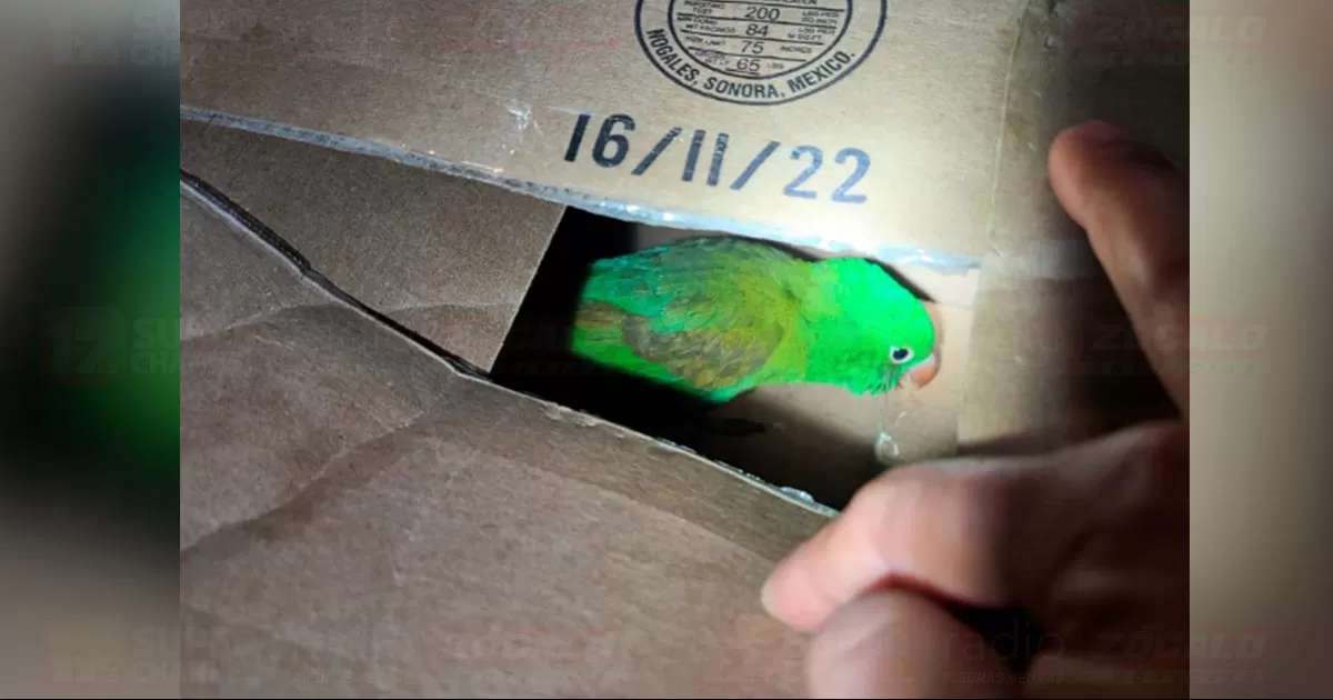 El conductor de una Dodge Ram no declaró el ingreso del animal a Estados Unidos lo que se considera delito.