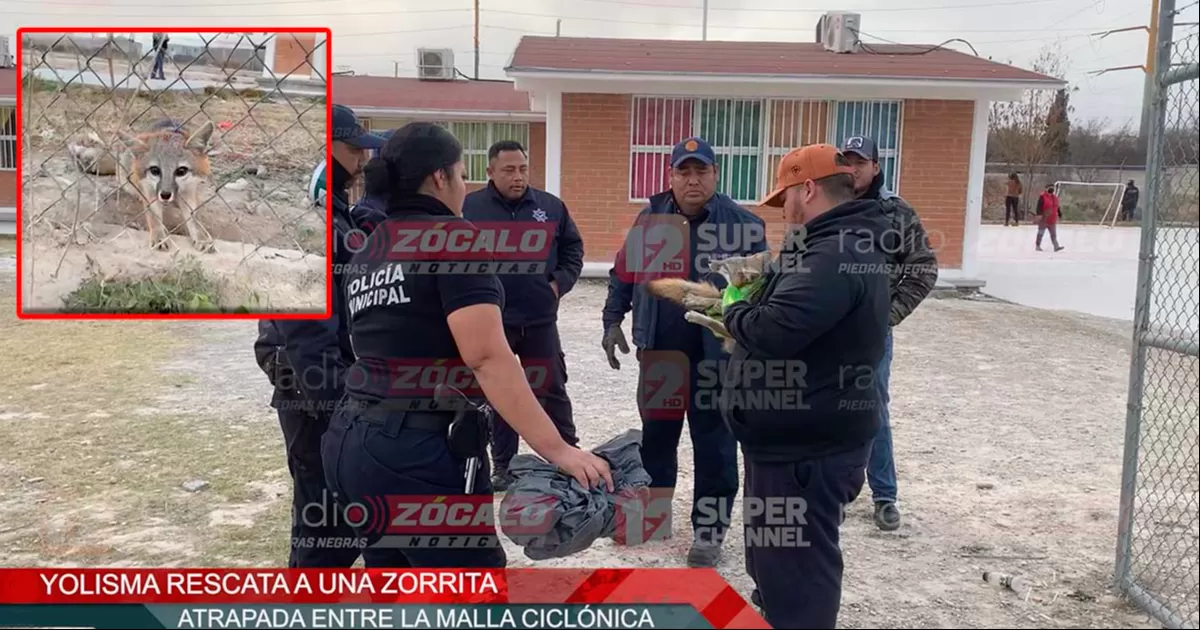 El asustado animal fue rescatado en buen estado de salud y luego liberado. No es la primera vez que pasa en el lugar.