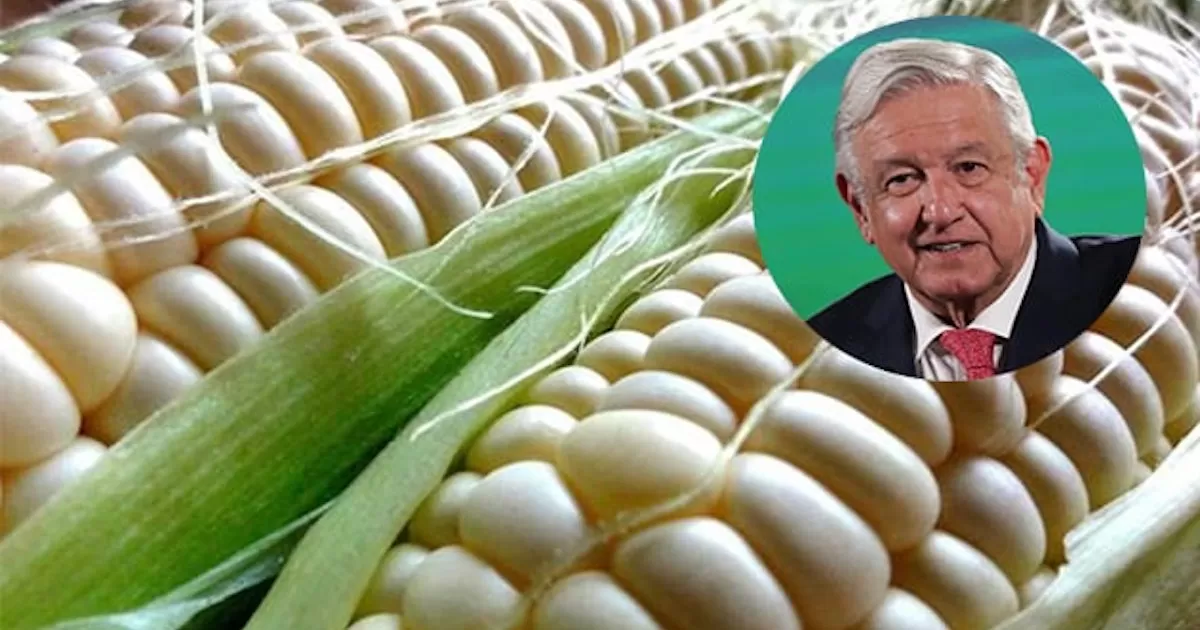 El Gobierno de AMLO decretó un impuesto de 50% a las exportaciones de maíz blanco blanco, esto con el objetivo de estabilizar su precio y el de la tortilla