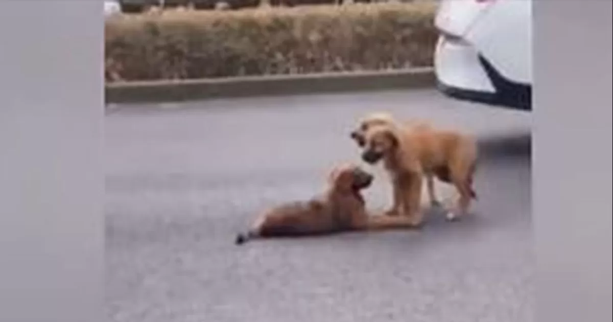 Mejores amigos: Perritos protegen a su compañero tras ser atropellado