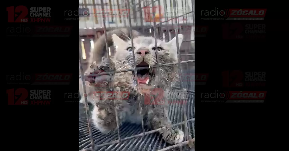 Alerta por gato con rabia en Piedras Negras; llaman a vacunar a las mascotas