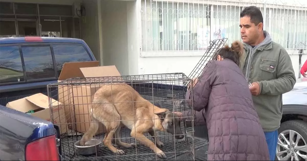 Campaña de vacunación antirrábica por medio del sistema "drive thru" finaliza la otra semana