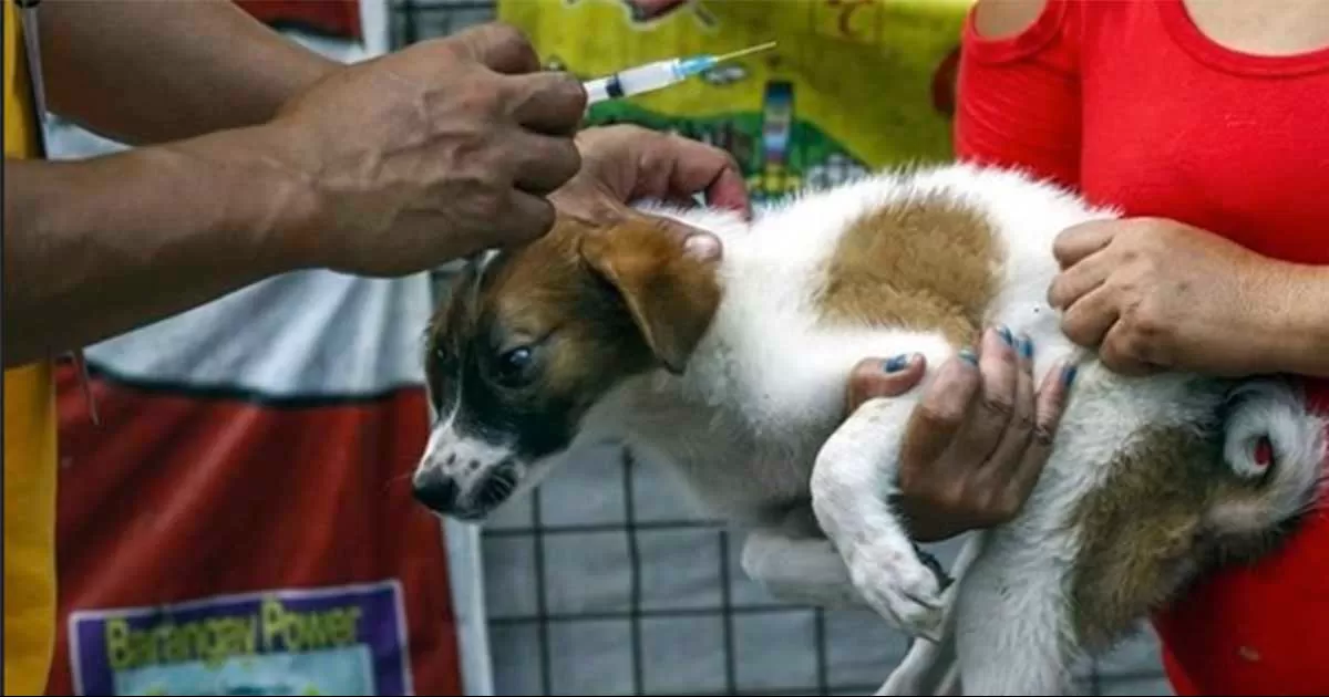 Secretaria de Salud pide reforzar acciones contra la rabia al presentarse casos en otros estados