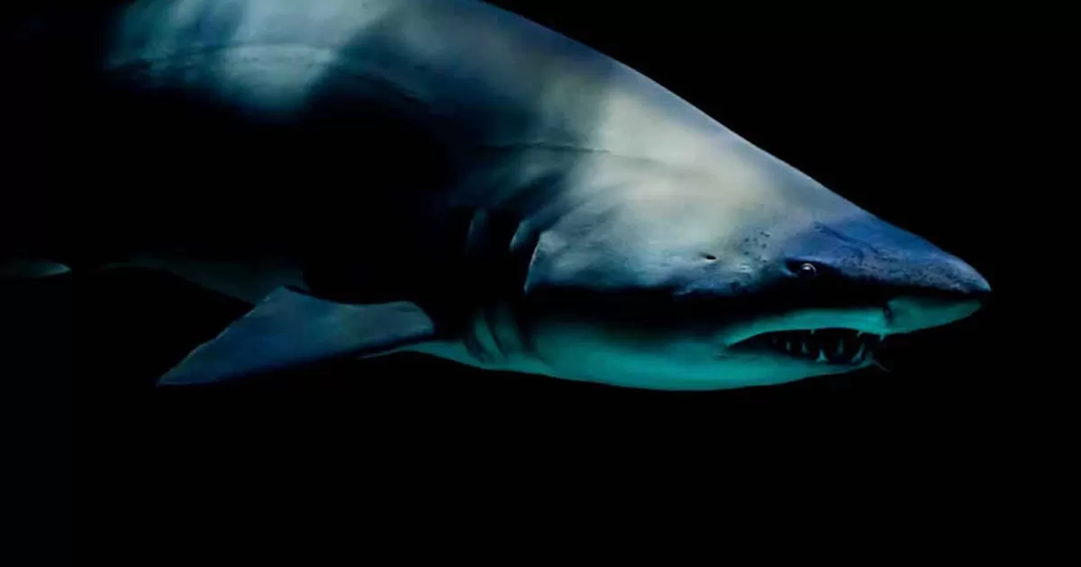 Tiburón blanco decapita a un pescador que buceaba en bahía de Tobari, Sonora