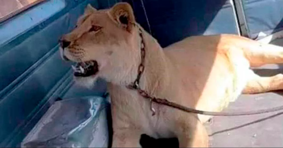 Tras escapar del lote baldío donde estaba resguardada, "Salomé", nombre de la felina, también mató a dos perros y un gato que deambulaban por la zona