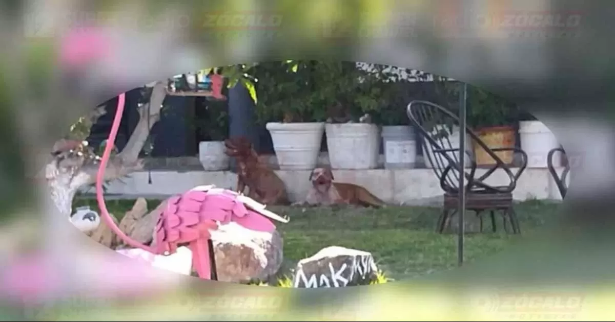 La tarde del viernes 8 de julio, Mario Alberto Monsivais, de 59 años de edad, murió desangrado tras ser brutalmente atacado por los animales en la colonia Lomas de Santiago.