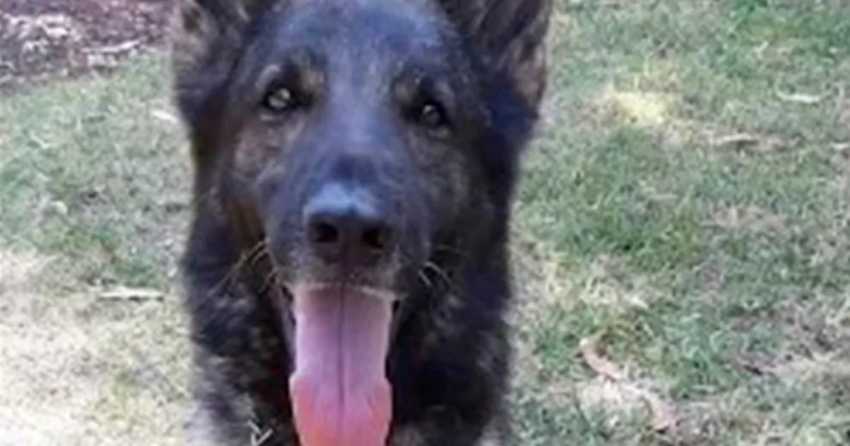 Muere 'Proteo', perro rescatista de la Sedena en Turquía