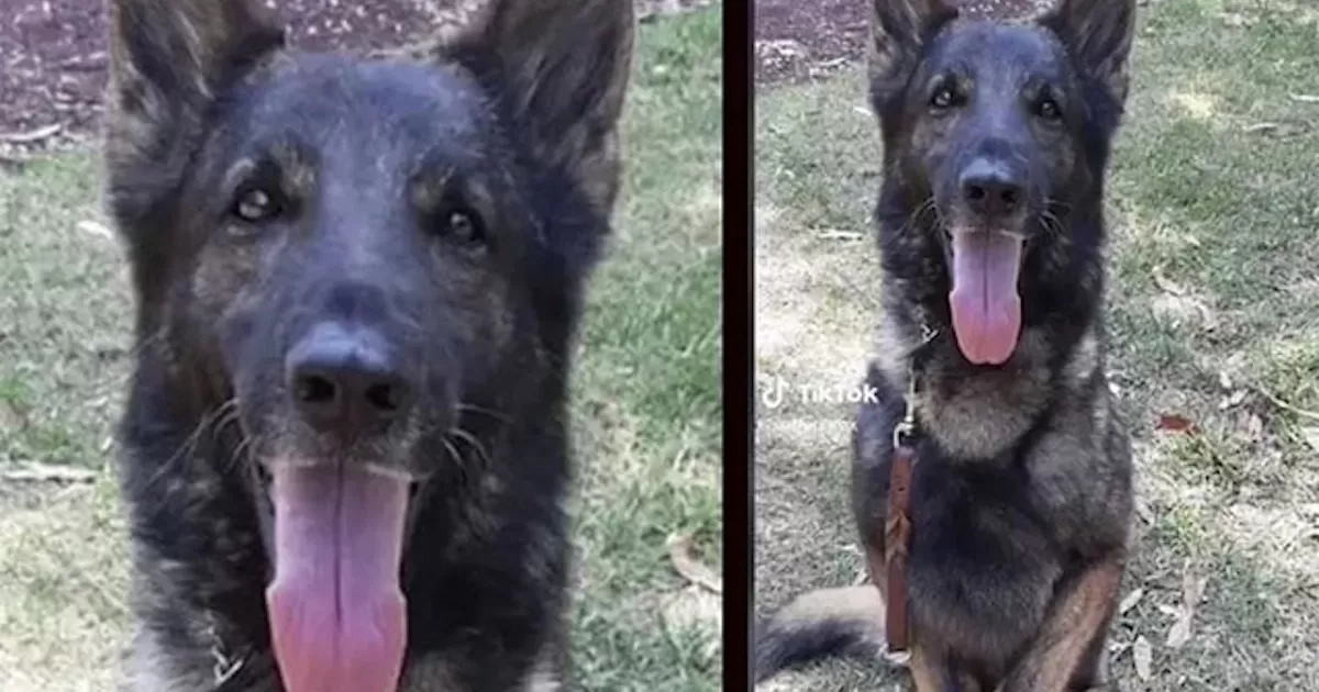 Luego de que la noticia de Proteo enlutara al país, es recién cuando la Secretaría de Defensa Nacional (Sedena) informó los motivos de su muerte.