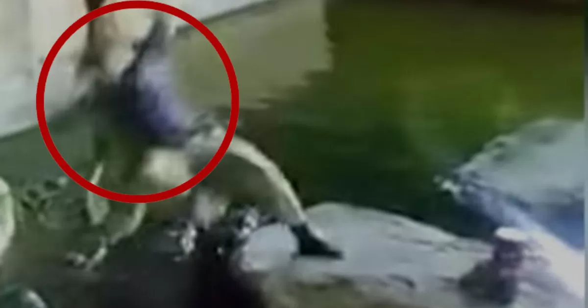 Hombre intenta acrobacia y cae en estanque de cocodrilos
