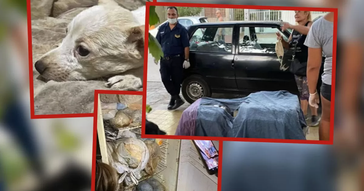 Mujer mataba perros y gatos como sacrificio al diablo para alargar su vida