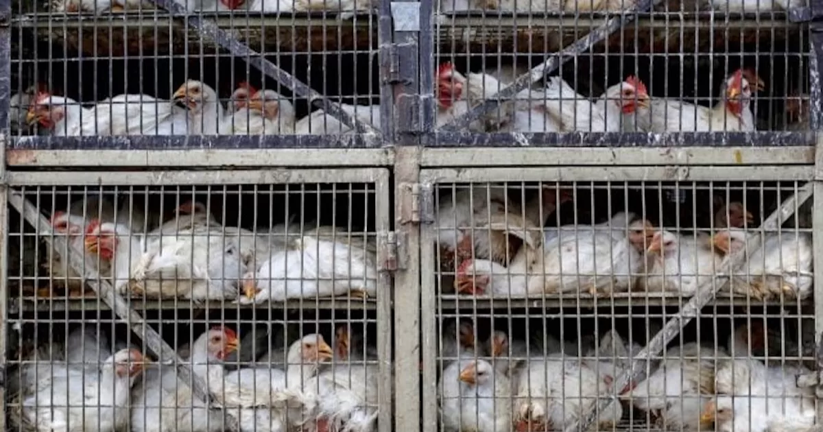 La alarma por la gripe aviar impulsa al mundo hacia las vacunas que antes rechazaba