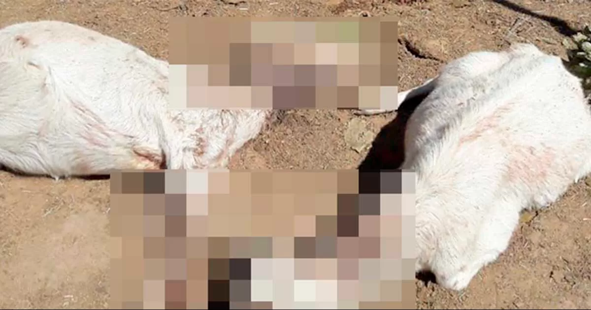 ‘Era el chupacabras’; en ejido de Saltillo aparecen más de 40 chivas muertas y desangradas