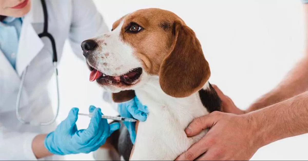 Campaña de vacunación antirrábica recorre municipios de la Jurisdicción