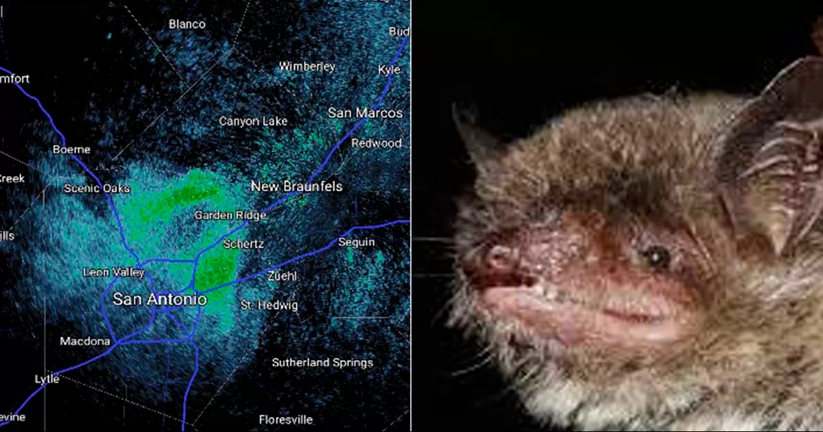 El National Weather Service de Estados Unidos informó que lo que parecía ser una lluvia ligera moderada, resultó ser colonias de murciélagos que salieron a alimentarse, pero eran tantos que lograron ser captados por el radar, según Protección Civil de piedras Negras en esta temporada los quirópteros salen a cazar en grandes grupos.