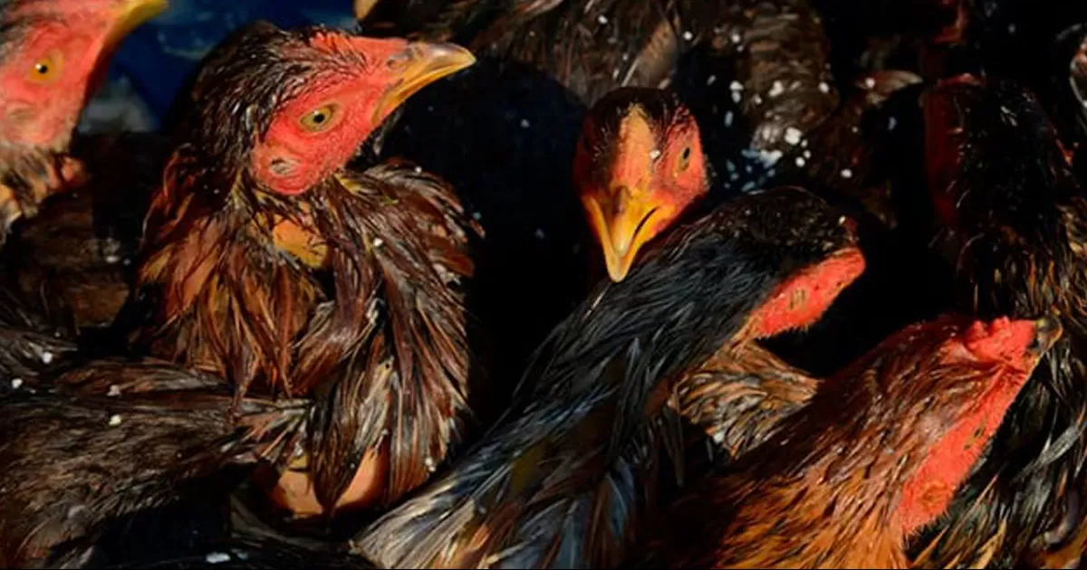 La Organización Mundial de la Salud indicó que desde inicios de febrero se detectaron casos de gripe aviar en zorros, nutrias y leones marinos.