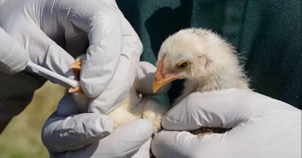 Gripe aviar: cómo sería un brote entre humanos, según la OMS