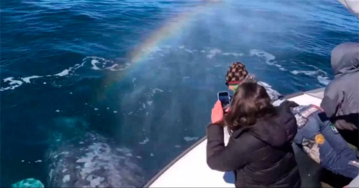 Ballenas grises alegran viaje de turistas y realizan un raro espectáculo con sus chorros