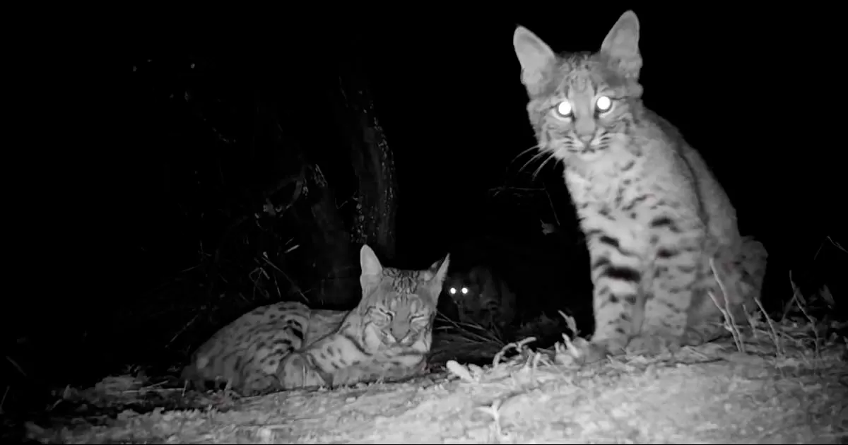 Piden a población no alimentar a fauna silvestre