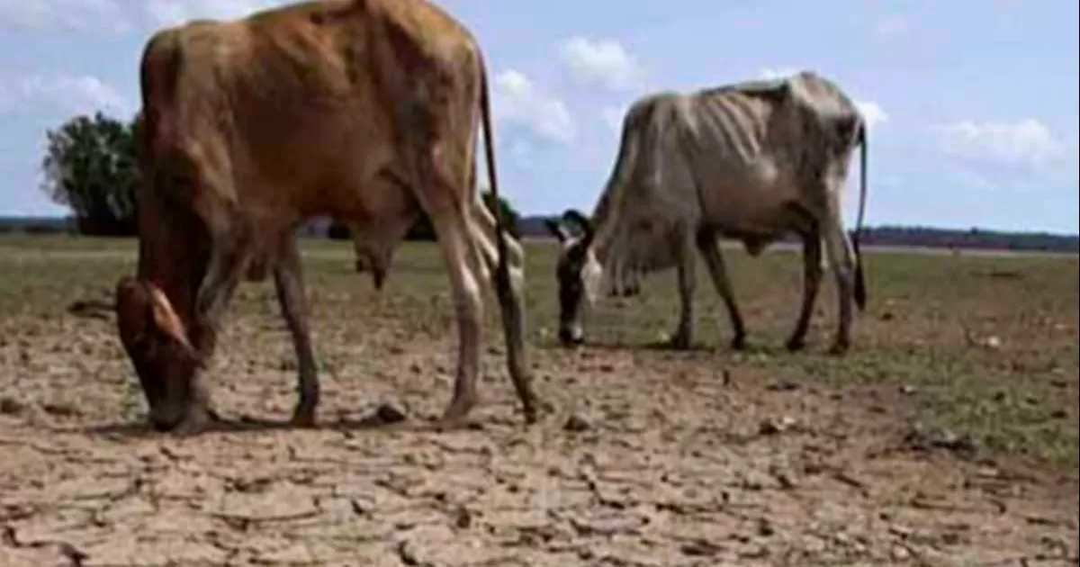 En más del 90 por ciento de México las lluvias alcanzaron sus niveles máximos alrededor de la década de 1980 y disminuyen desde entonces.
