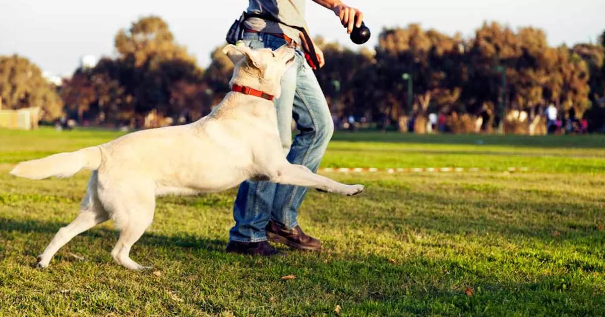 42 años se ha dedicado a entrenar perros para cuidar a personas, casas y negocios.