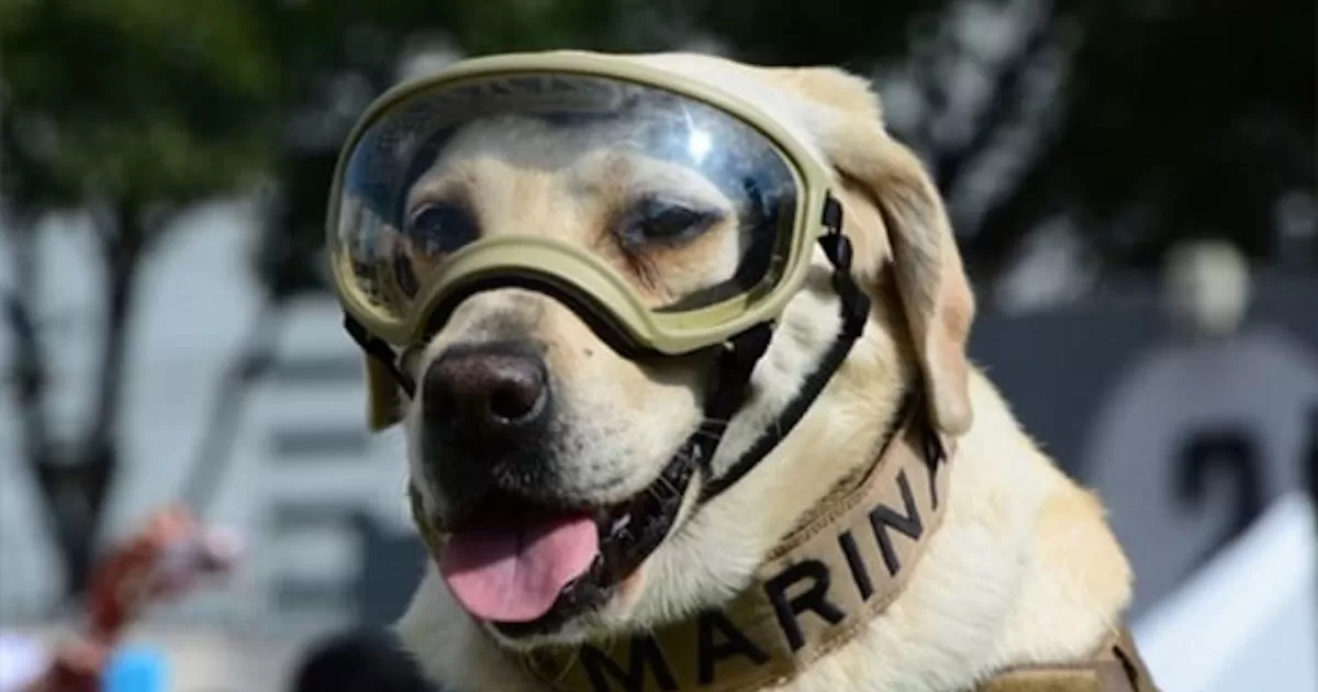 Es oficial: los perros rescatistas tendrán su propio día festivo