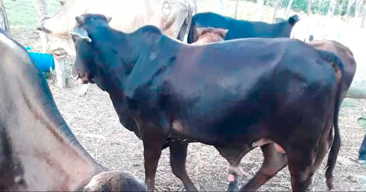 Esperan productores accesar a programas de la federación para enfrentar la situación.