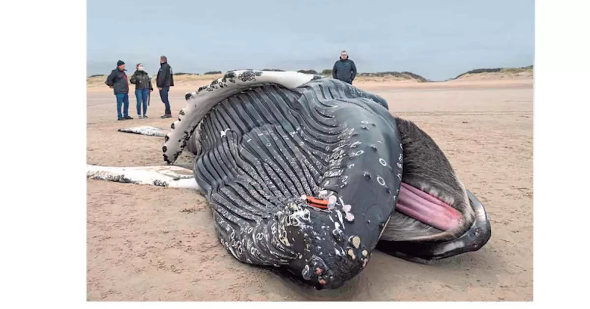 Ola de calor marina amenaza ecosistemas