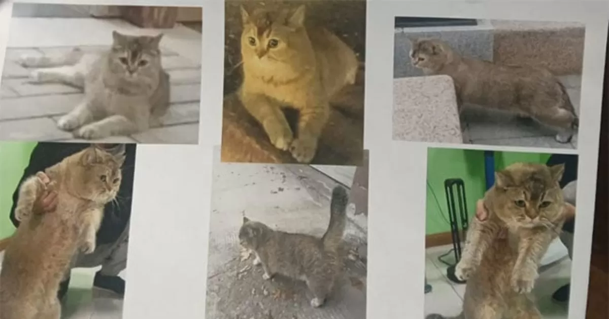 Migrante china ofrece 2 mil dólares para recuperar gato que le perdieron en Eagle Pass