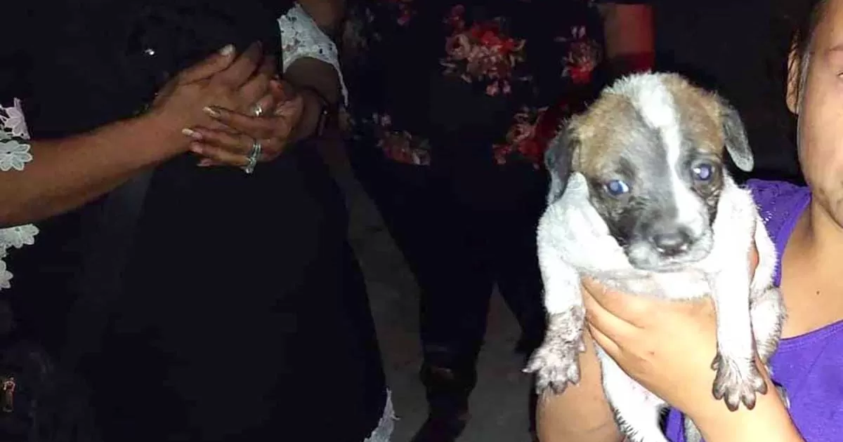 Rescatan a cachorros de incendio en vivienda