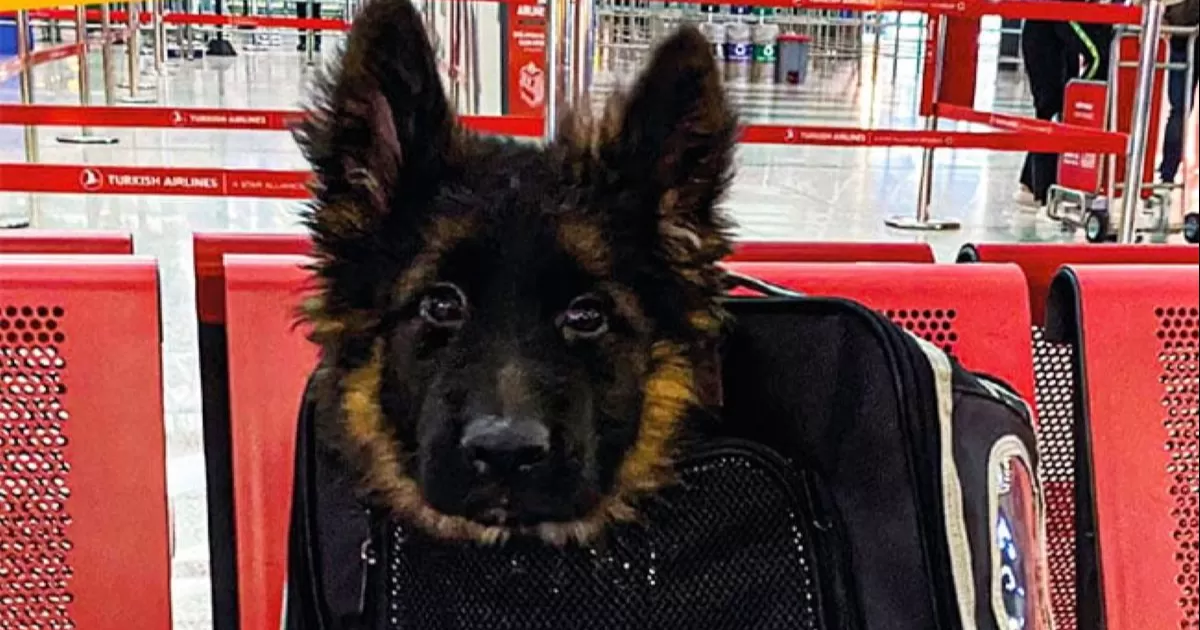 Se trata de un cachorro Pastor Alemán cuyo nombre será elegido mediante concurso.