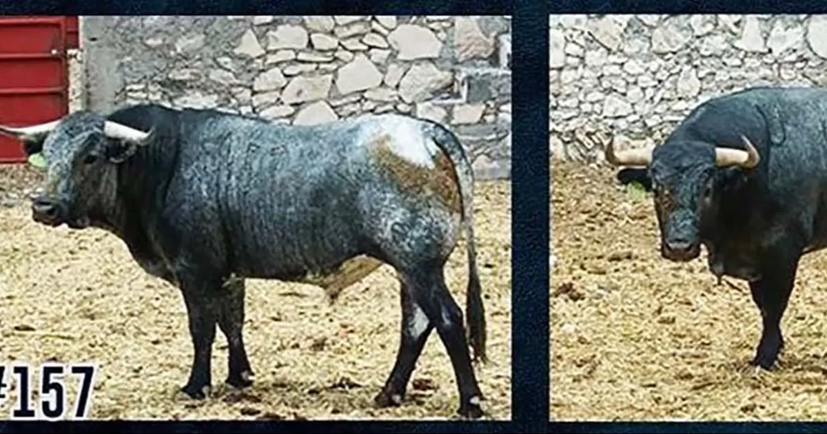 Reseñado el encierro de la ganadería de D´Guadiana para Cadereyta, Nuevo León