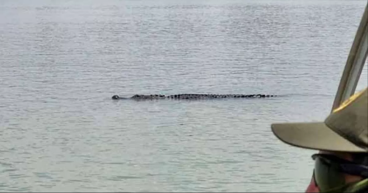 Advierten de riesgos por meterse al río bravo, se desconoce si pudieran haber más cocodrilos.